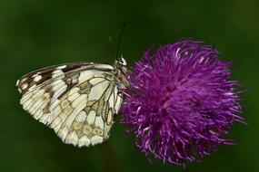 Checkered Butterfly