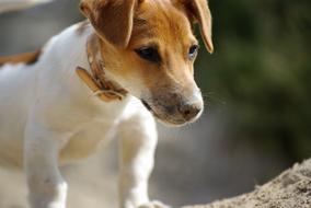 Dog Puppy