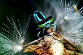 Ważka Insect Closeup