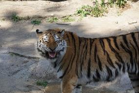 Sumatran Tiger Predator Big Cat
