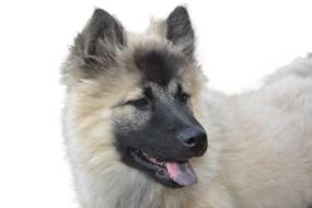 Dog Isolated Eurasier