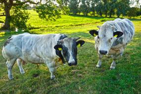 Bull Cattle Mammal