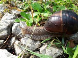 Snails Slug