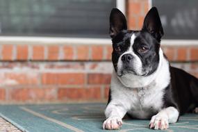 Dog Pet Animal