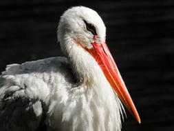Animals Bird Stork Animal