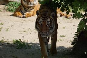 Sumatran Tiger Mammal Zoo