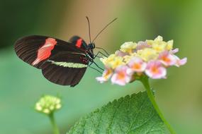 Butterfly Black Insect