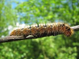 fluffy caterpillar on a branch