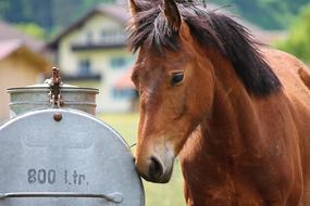 Horse Head Water Tank