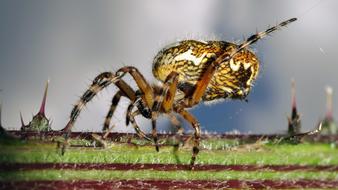 Spider Yellow Insect