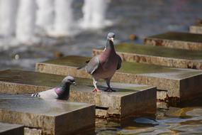 Pigeons Fountain Berlin Tv