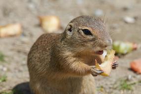 wild rodent with a nut
