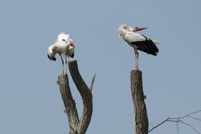 Stork Uiver Flutter