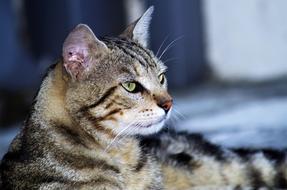 Cat European Calico Stray