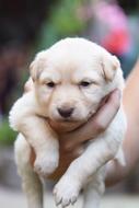 Dog Cute Mammal