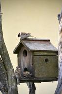 Sparrow Bird Wildlife