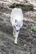Wolf Arctic Fur
