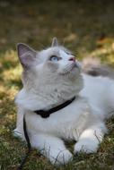 Ragdoll Cat Pet in garden