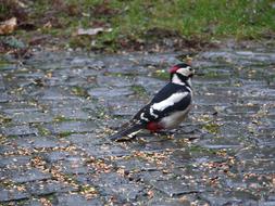 Great Spotted Woodpecker Bird