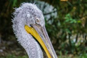 pelican closeup