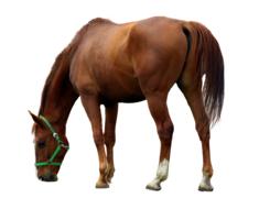 Horse Isolated Animal