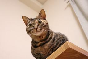 Cat Pet Animal