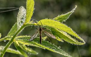 Schnake Schneider Insect Close