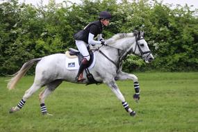 Gallop Horse Countryside