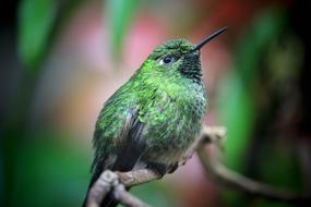 green little bird on a branch