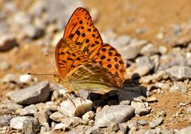 beautiful butterfly with orange wings