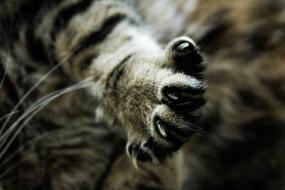 Animal Brown Cats