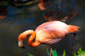 Flamingo Pink Zoo