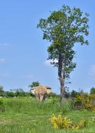 Elephant Tree Animal
