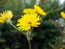 Insect On Flower Fly Yellow