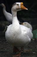 Animal Nature Bird
