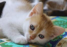 Cat Domestic Pet