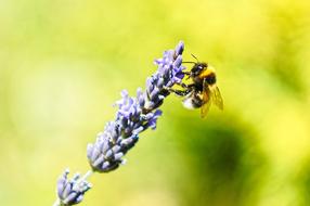 Bee Lavender Meadow