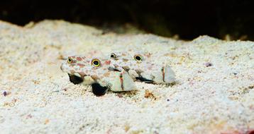 Fish Marine Tank