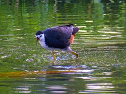 Bird Nature Outdoor