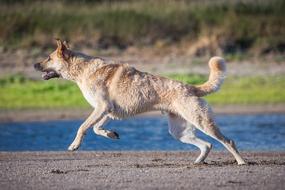 running dog by the river