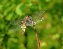 dragonfly branch grass