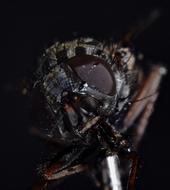 Housefly Compound Fly