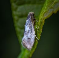 Macro Insect