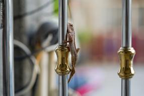 little lizard on the fence