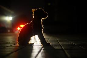 Dog Night View Light And