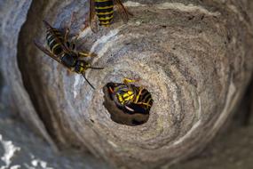 Wasp Insect Animal