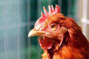 Hen Bird Poultry