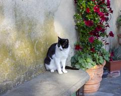 Cat Garden Relax