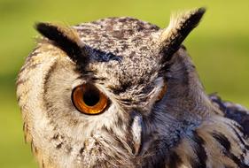 gazing owl with big eyes