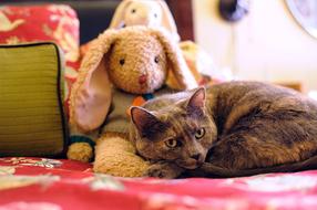 Cat Animal Pet